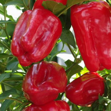 Paprika Yolo Wonder - Vilmorin