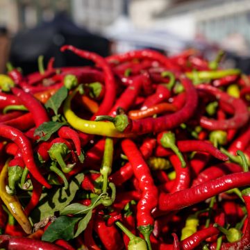 Paprika Doux très long des Landes - Vilmorin