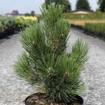 Pinus heldreichii Malinkii - Bosnische den