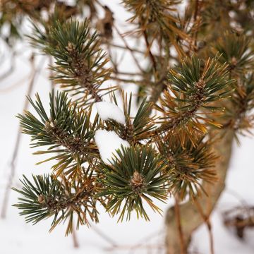 Pinus thunbergii Kotobuki - Japanse zwarte den