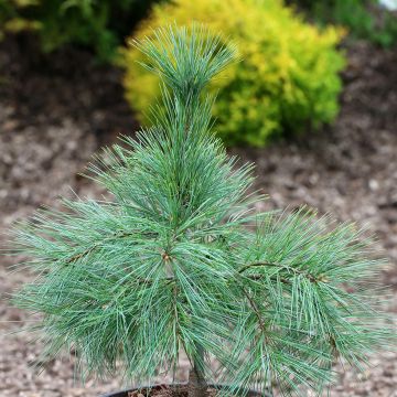Pinus strobus Niagara Falls - Weymouthden