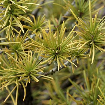 Pinus mugo Mops Gold - Bergden