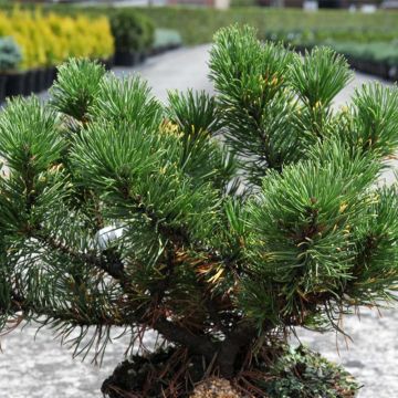 Pinus mugo Carsten's Wintergold - Bergden