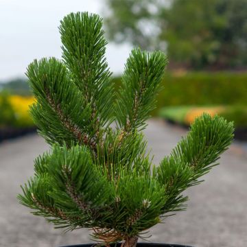 Pinus nigra Oregon Green - Zwarte den