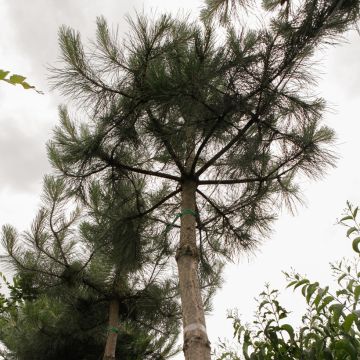 Pinus nigra nigra - Zwarte den