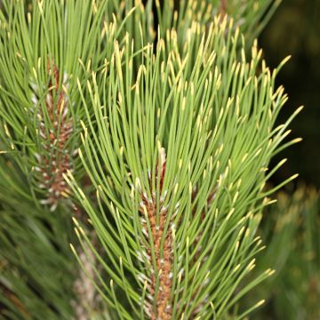 Pinus heldreichii Aureospicata - Bosnische den