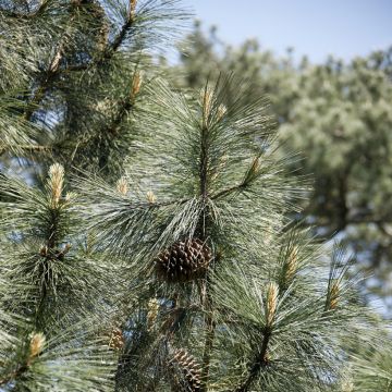 Pinus jeffreyi - Jeffrey-den