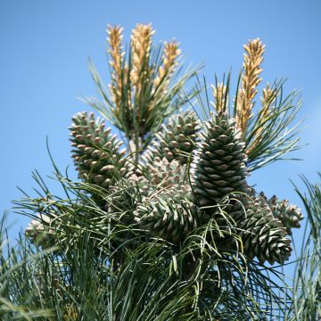 Pinus koraiensis Silveray - Koreaanse den