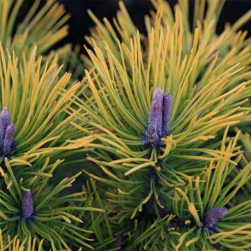 Pinus mugo Golden Glow - Bergden