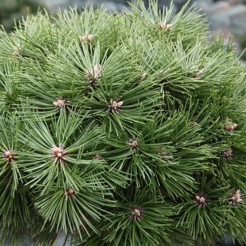 Pinus nigra Agnes Brégeon - Zwarte den