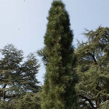 Pinus nigra Molette - Zwarte den