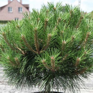 Pinus nigra Pierrick Brégeon - Zwarte den