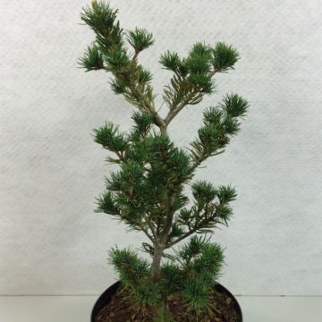 Pinus parviflora Adcock's Pyramid - Japanse witte den