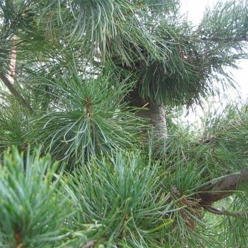 Pinus parviflora Glauca - Japanse witte den