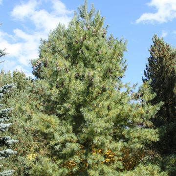 Pinus wallichiana strobus schwerinii - Tranenden