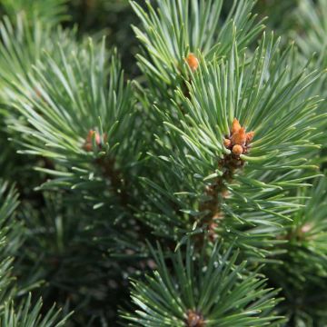 Pinus sylvestris Watereri - Grove den