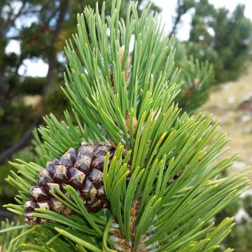 Pinus uncinata Kladská - Bergden