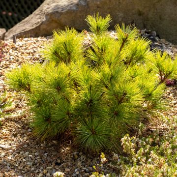 Pinus strobus Radiata - Weymouthden