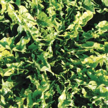 Molsla Verbeterde Volhart