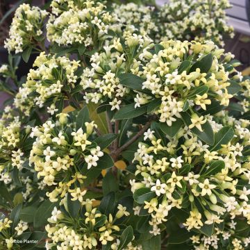 Pittosporum Green Mound - Australische laurier