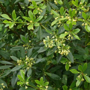 Pittosporum heterophyllum - Australische laurier