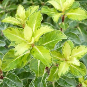 Pittosporum tenuifolium Gold Star - Australische laurier