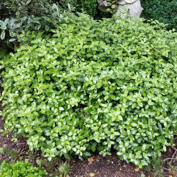 Pittosporum tenuifolium Golf Ball - Australische laurier