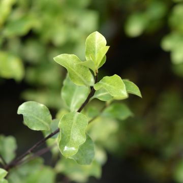 Pittosporum tenuifolium Green Elf - Australische laurier