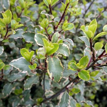 Pittosporum tenuifolium Victoria - Australische laurier