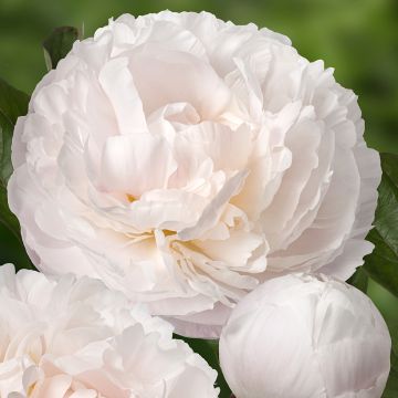 Paeonia lactiflora Carl G. Klehm - Pioenroos
