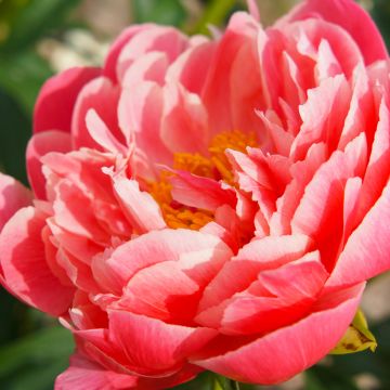 Paeonia lactiflora Coral Sunset - Pioenroos