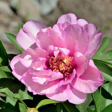 Paeonia Itoh First Arrival - Itoh-pioen