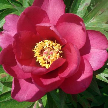 Paeonia Itoh Pink Ardour - Itoh-pioen