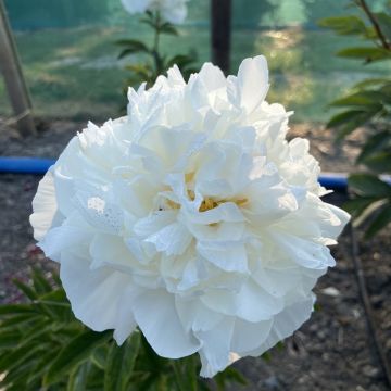 Paeonia lactiflora Mistress - Pioenroos