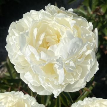 Paeonia lactiflora Mrs JV Edlund - Pioenroos