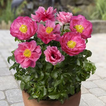 Paeonia lactiflora Athens - Pioenroos