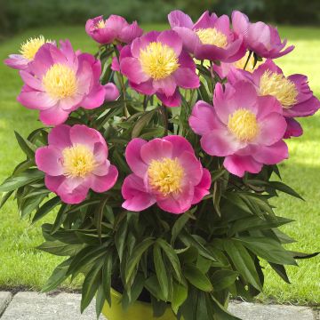 Paeonia lactiflora Patio Peony Kiev - Pioenroos