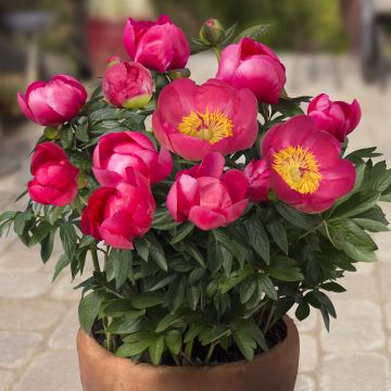 Paeonia lactiflora Oslo - Pioenroos