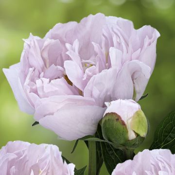 Paeonia lactiflora Pink Vanguard - Pioenroos