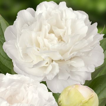 Paeonia lactiflora Puffed Cotton - Pioenroos