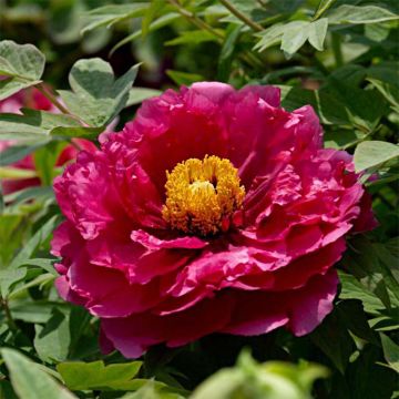 Paeonia suffruticosa 13 Ri Yue Jin - Boompioen