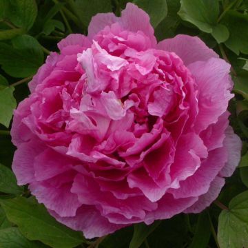 Paeonia suffruticosa Lu He Hong - Boompioen