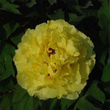 Paeonia lutea Alice Harding - Boompioen