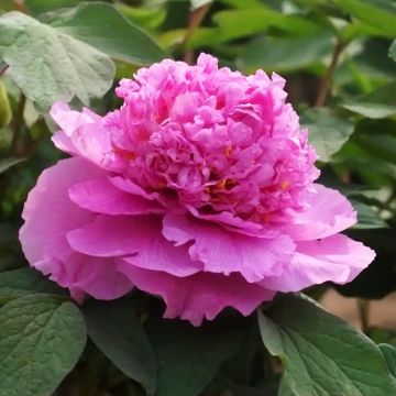 Paeonia suffruticosa Cai Hui - Boompioen