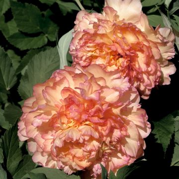 Paeonia suffruticosa Jin Ge - Boompioen