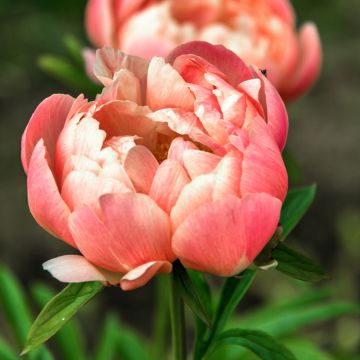 Paeonia lactiflora Coral Charm - Pioenroos