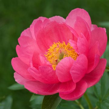 Paeonia lactiflora Cytherea - Pioenroos