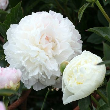 Paeonia lactiflora Duchesse de Nemours - Pioenroos
