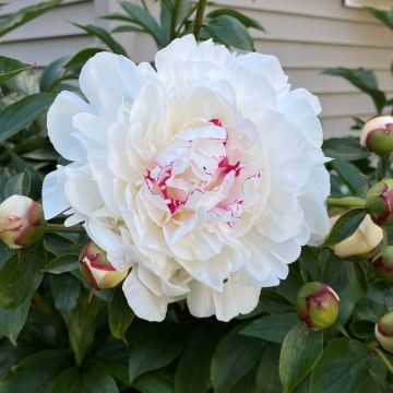 Paeonia lactiflora Festiva Maxima - Pioenroos