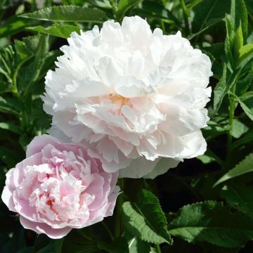 Paeonia lactiflora Fleur de Pêcher - Pioenroos